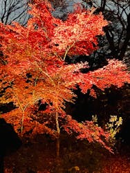 六義園に投稿された画像(2025/12/10)