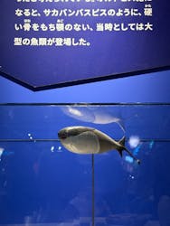 特別展「大絶滅展―生命史のビッグファイブ」に投稿された画像(2025/12/10)