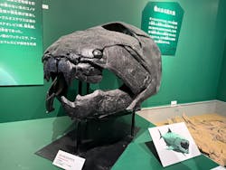 特別展「大絶滅展―生命史のビッグファイブ」に投稿された画像(2025/12/10)