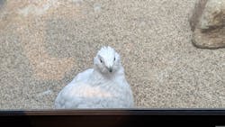 那須どうぶつ王国に投稿された画像(2025/12/11)