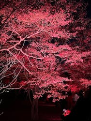 NAKED meets 二条城 2025 観月に投稿された画像(2025/12/11)