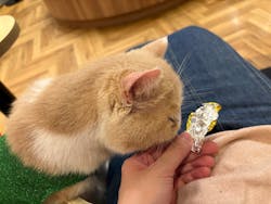 猫カフェモカ 名古屋栄店に投稿された画像(2025/12/11)