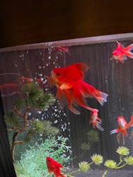 NARA KINGYO MUSEUMに投稿された画像(2025/12/11)