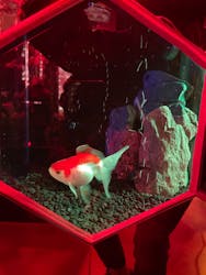 NARA KINGYO MUSEUMに投稿された画像(2025/12/11)