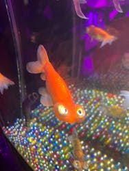 NARA KINGYO MUSEUMに投稿された画像(2025/12/11)