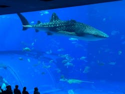 ジャンボツアーズに投稿された画像(2025/12/11)