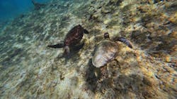 宮古島 ADVENTURE PiPi(ミヤコジマ アドベンチャー ピピ)に投稿された画像(2025/12/12)