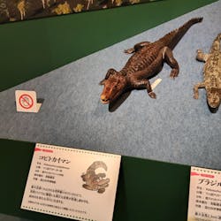 国立科学博物館に投稿された画像(2025/12/13)