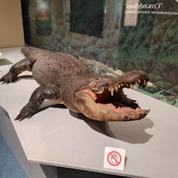 国立科学博物館に投稿された画像(2025/12/13)