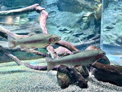 カワスイ 川崎⽔族館に投稿された画像(2025/12/13)