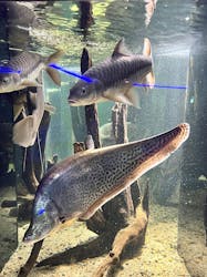 カワスイ 川崎⽔族館に投稿された画像(2025/12/13)