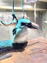 カワスイ 川崎⽔族館に投稿された画像(2025/12/13)