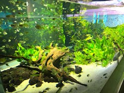 カワスイ 川崎⽔族館に投稿された画像(2025/12/13)