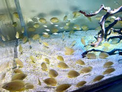 カワスイ 川崎⽔族館に投稿された画像(2025/12/13)