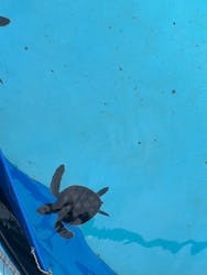 沖縄美ら海水族館に投稿された画像(2025/12/13)