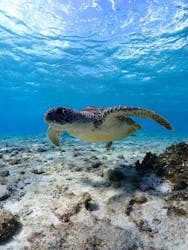 宮古島 ADVENTURE PiPi(ミヤコジマ アドベンチャー ピピ)に投稿された画像(2025/12/13)