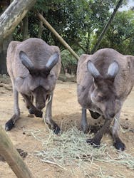 伊豆シャボテン動物公園に投稿された画像(2025/12/13)