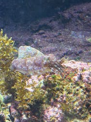 沖縄美ら海水族館に投稿された画像(2025/12/13)