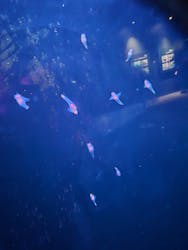 環境水族館アクアマリンふくしまに投稿された画像(2025/12/13)