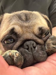 いぬカフェRio廿日市店に投稿された画像(2025/12/14)