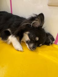 いぬカフェRio廿日市店に投稿された画像(2025/12/14)