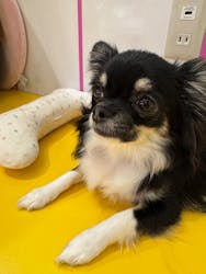 いぬカフェRio廿日市店に投稿された画像(2025/12/14)