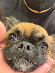 いぬカフェRio廿日市店に投稿された画像(2025/12/14)