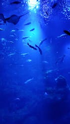 京都鉄道博物館×京都水族館に投稿された画像(2025/12/14)