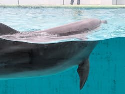 しながわ水族館に投稿された画像(2025/12/14)
