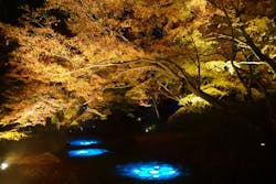 六義園に投稿された画像(2025/12/14)