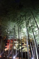 六義園に投稿された画像(2025/12/14)