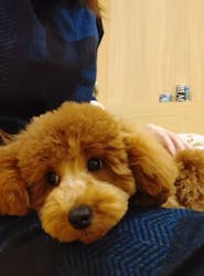 いぬカフェRio 浅草店に投稿された画像(2025/12/14)