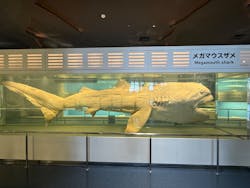 沖縄美ら海水族館に投稿された画像(2025/12/14)