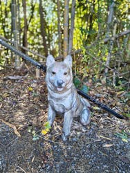 伊勢忍者キングダムに投稿された画像(2025/12/15)