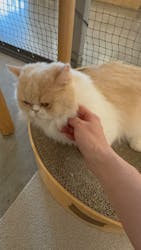 Moff アニマル カフェ イーアス 高尾店に投稿された画像(2025/12/15)