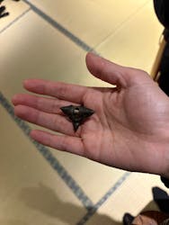 手裏剣道場 新宿 忍者からくり屋敷 NINJA TRICK HOUSE IN TOKYOに投稿された画像(2025/12/15)