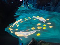 ラグーナテンボス ラグナシアに投稿された画像(2025/12/15)