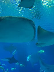 沖縄美ら海水族館に投稿された画像(2025/12/15)