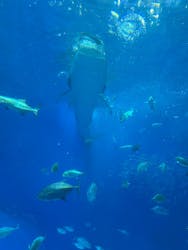 沖縄美ら海水族館に投稿された画像(2025/12/15)