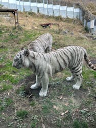 伊豆アニマルキングダムに投稿された画像(2025/12/15)