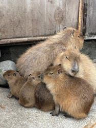 伊豆アニマルキングダムに投稿された画像(2025/12/15)