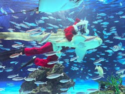 サンシャイン水族館に投稿された画像(2025/12/15)