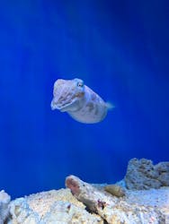 サンシャイン水族館に投稿された画像(2025/12/16)