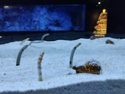 すみだ水族館に投稿された画像(2025/12/16)