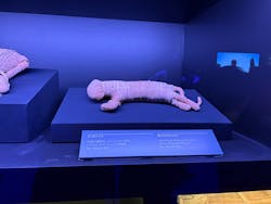 ACN ラムセス大王展 ファラオたちの黄金に投稿された画像(2025/12/17)