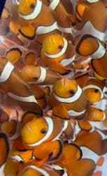 鴨川シーワールドに投稿された画像(2025/12/17)