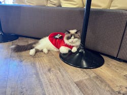 猫カフェモカ 秋葉原店に投稿された画像(2025/12/17)