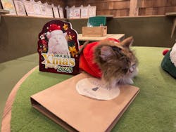 猫カフェモカ 秋葉原店に投稿された画像(2025/12/17)