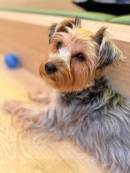 いぬカフェRio 浅草店に投稿された画像(2025/12/17)