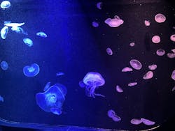 マリンワールド海の中道に投稿された画像(2025/12/18)